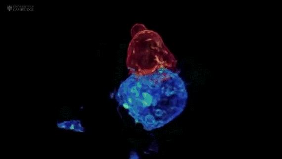 Image_20240303191257.gif